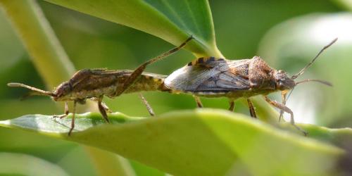 Stictopleurus sp.